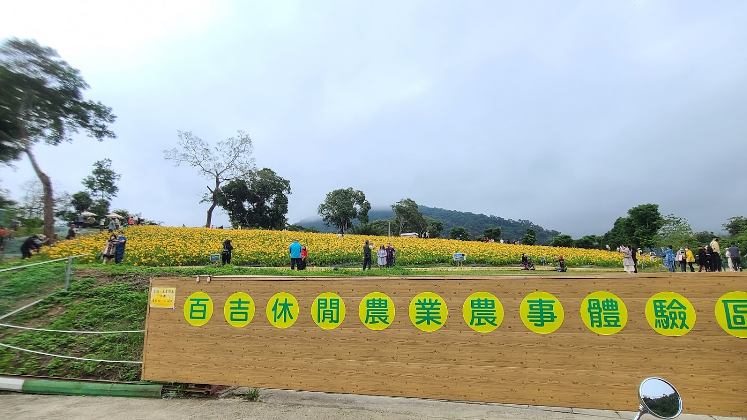 休閒農業體驗區有大片黃色花田,許多遊客在花田中散步及拍照