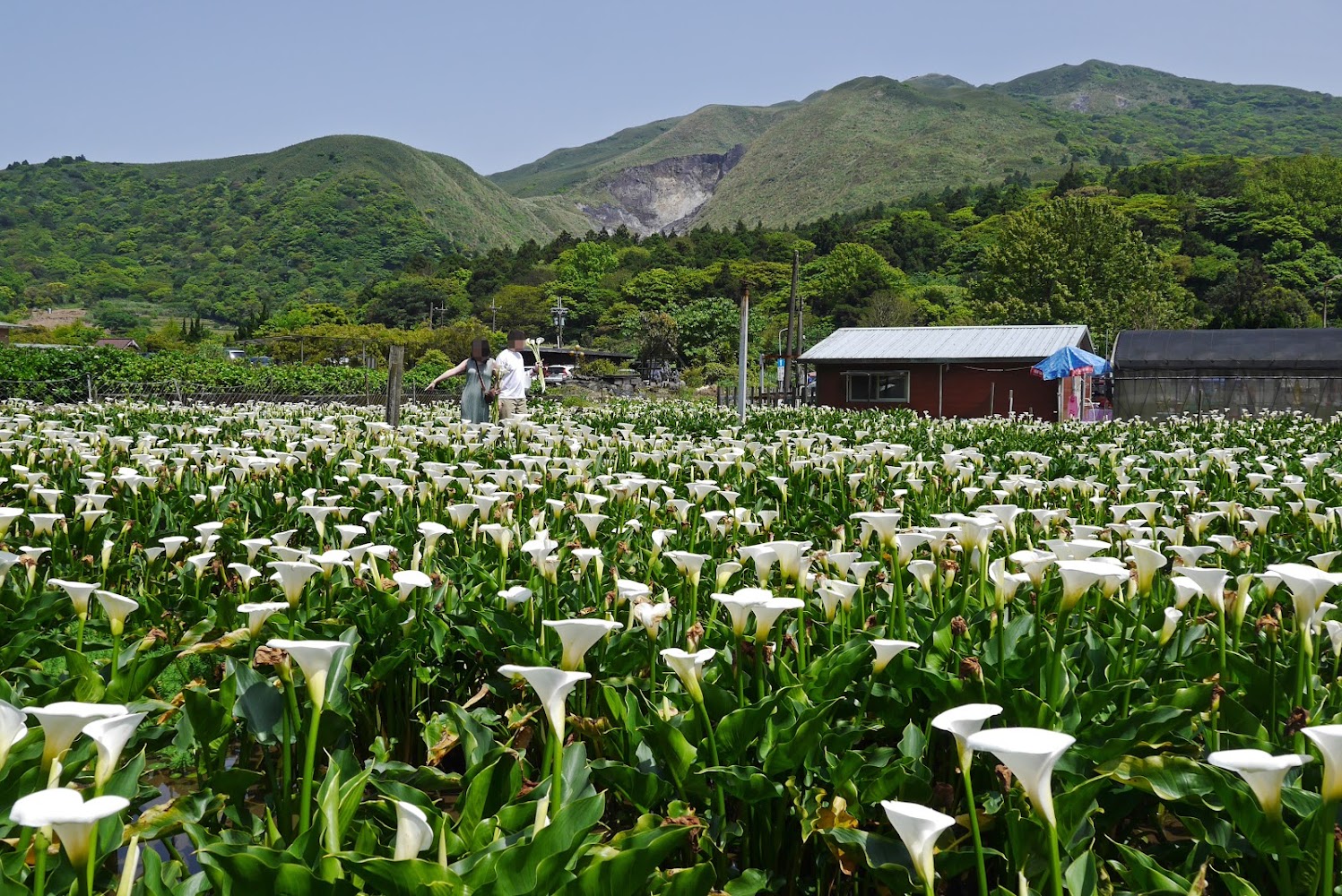 大片海芋花田與山景