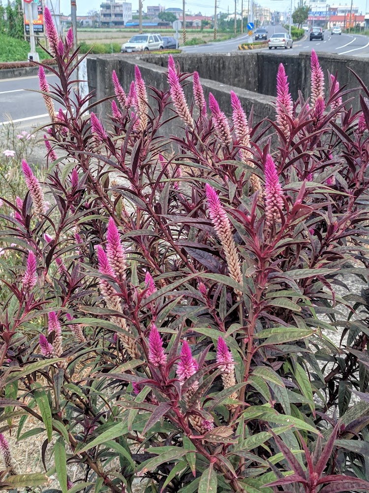 嘉南大圳學甲分線路旁花景