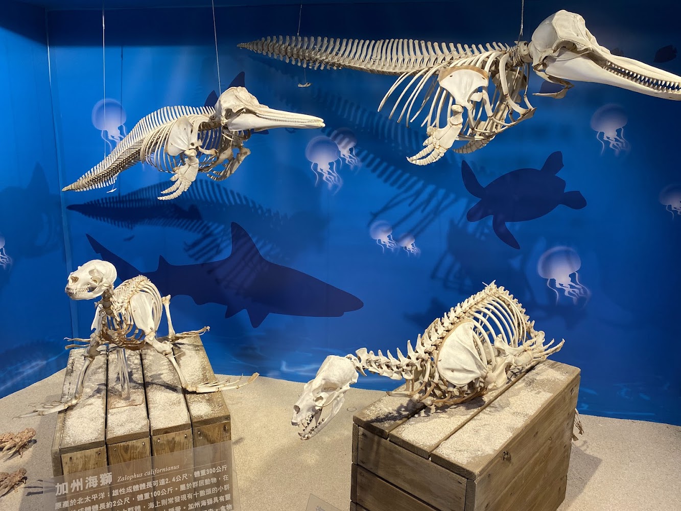 野柳海洋世界海洋生物骨骼標本