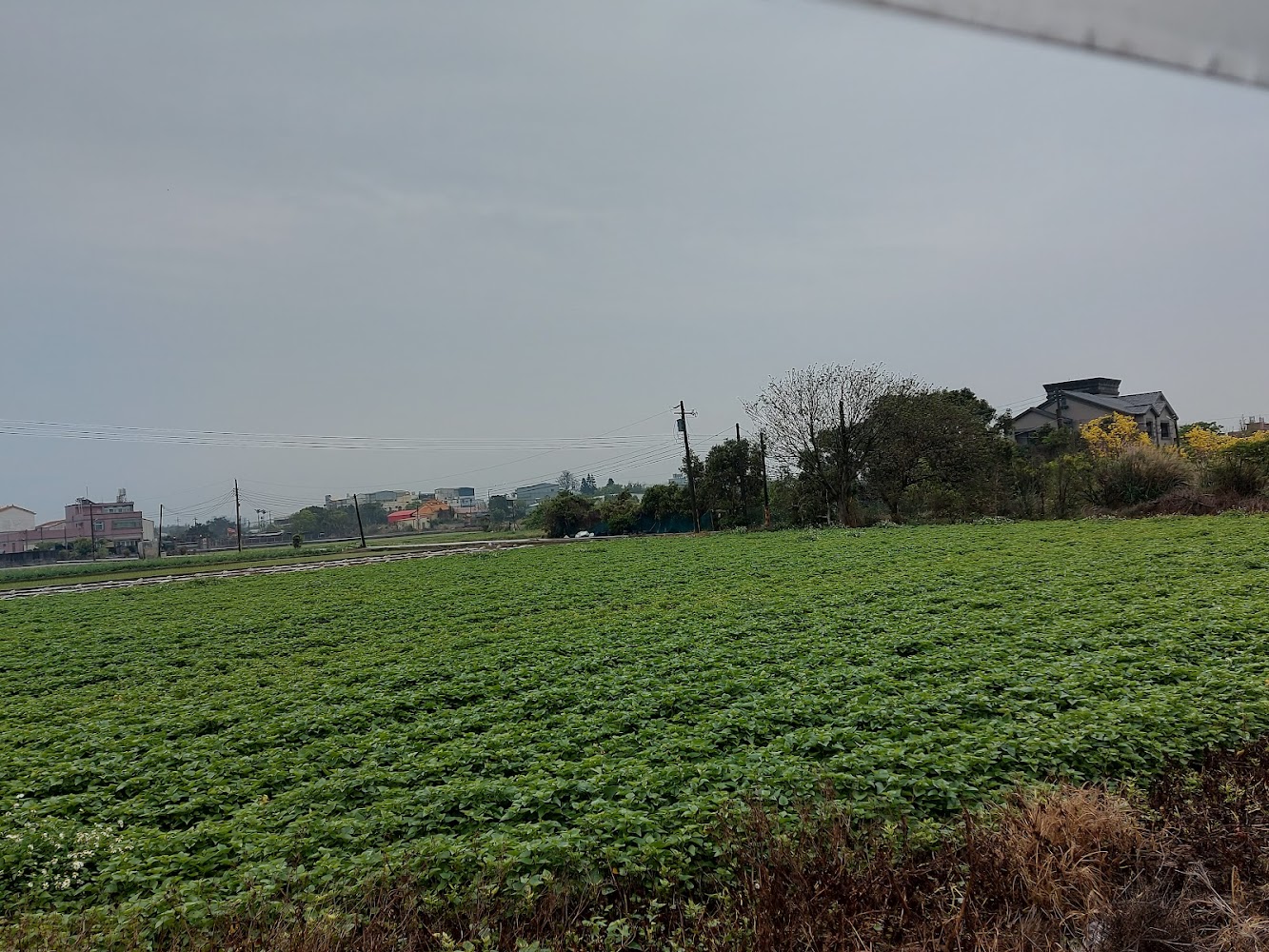 竹北景觀花田周邊綠意農田景色