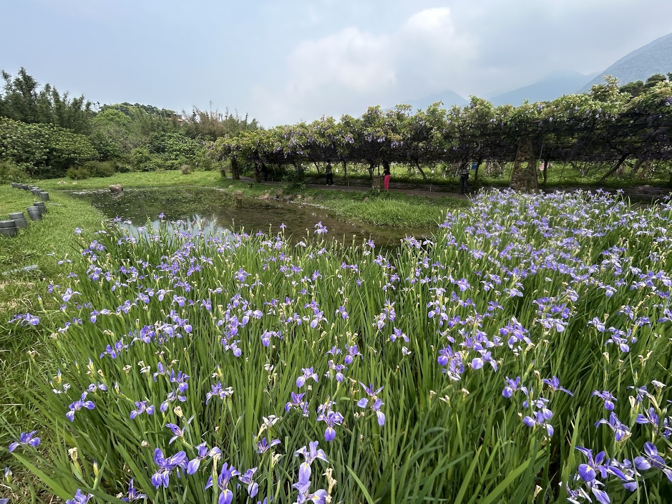 淡水紫藤花園二號水源園區花田與池塘景色