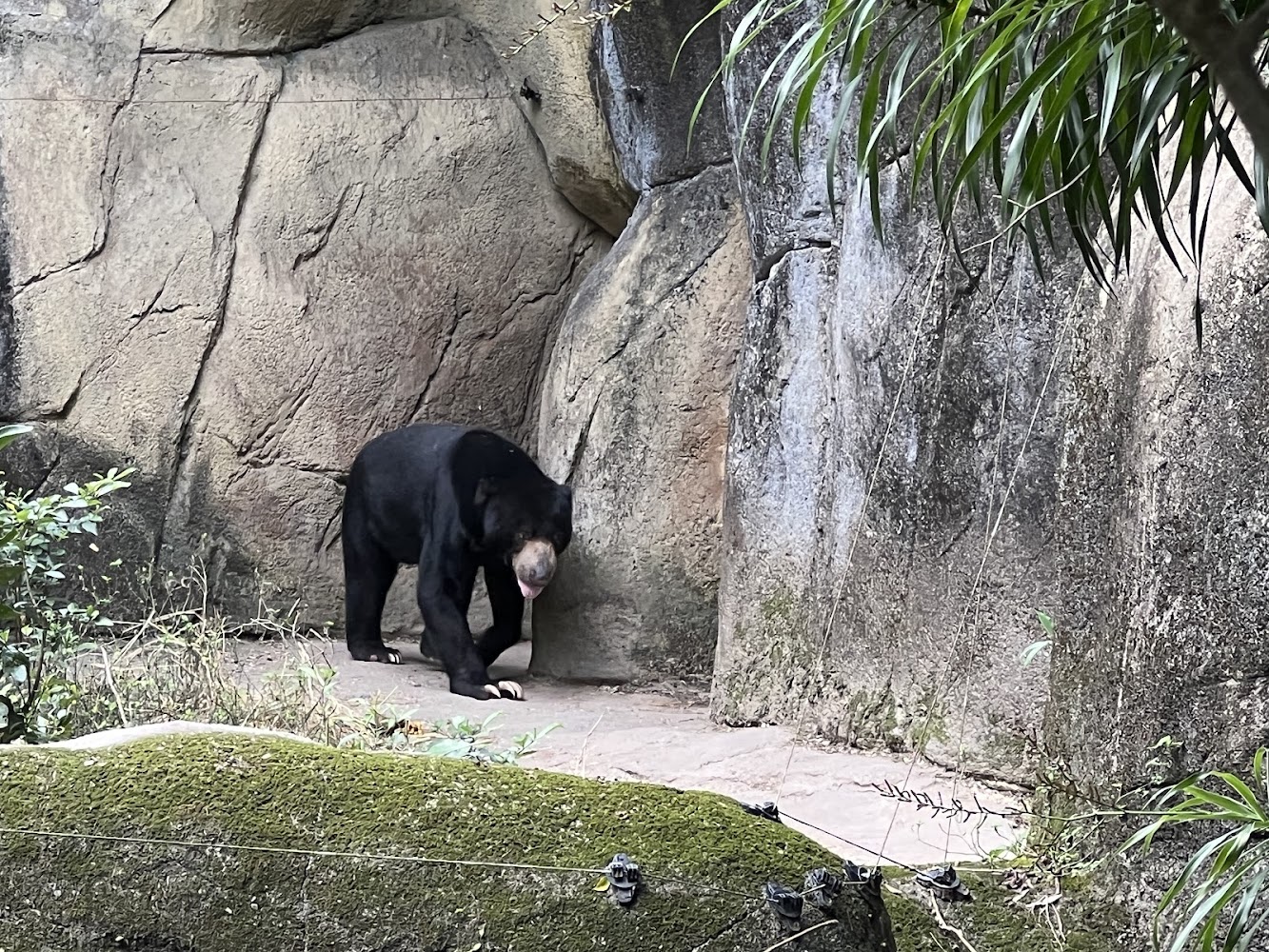 溫帶動物區馬來熊在岩石區域行走