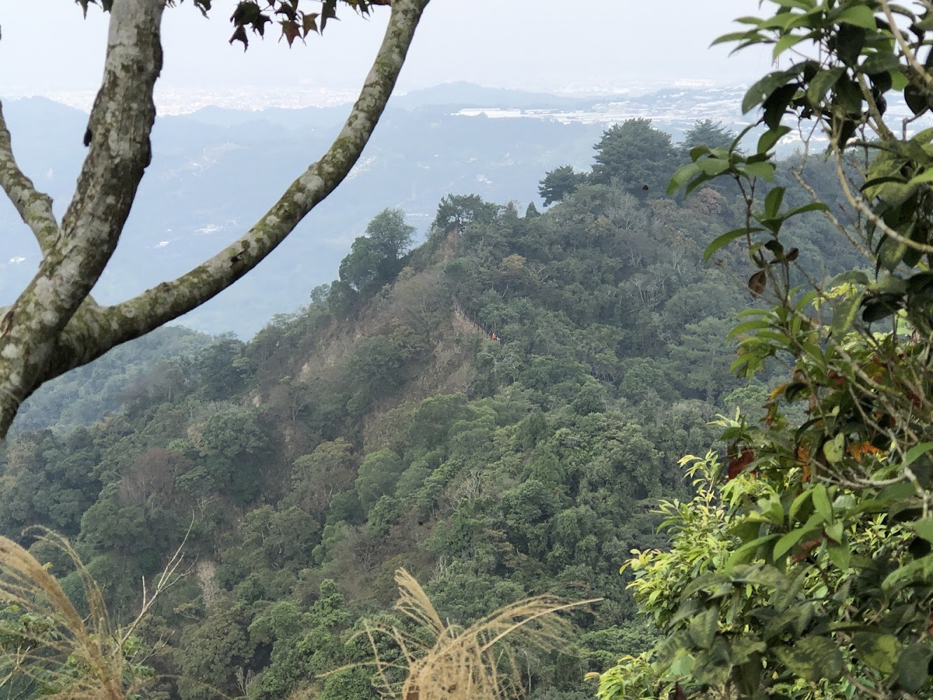 這張圖片主要顯示一座覆蓋著茂密綠樹的山丘，畫面前景有樹幹與枝葉，背景則可見遠方的山巒與城市建築。