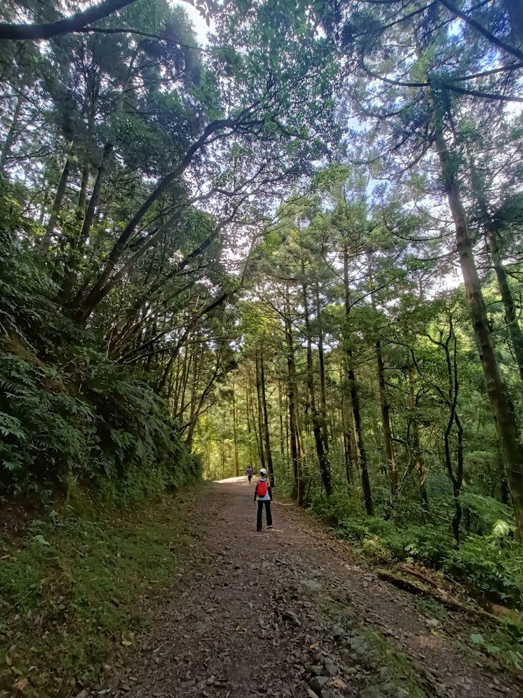 森林步道有登山客行走,陽光穿過樹梢灑落