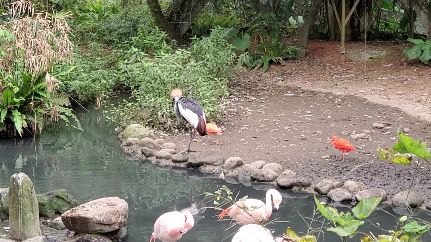 臺北市立動物園鳥園池塘與火鶴