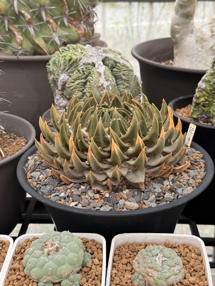 SP多肉植物田尾店多盆造型奇特多肉排列展示
