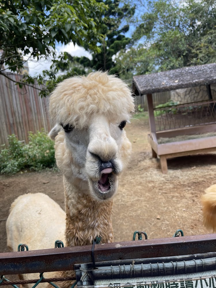 毛茸茸的羊駝站在圍欄前，背景有綠色植物和戶外動物園環境