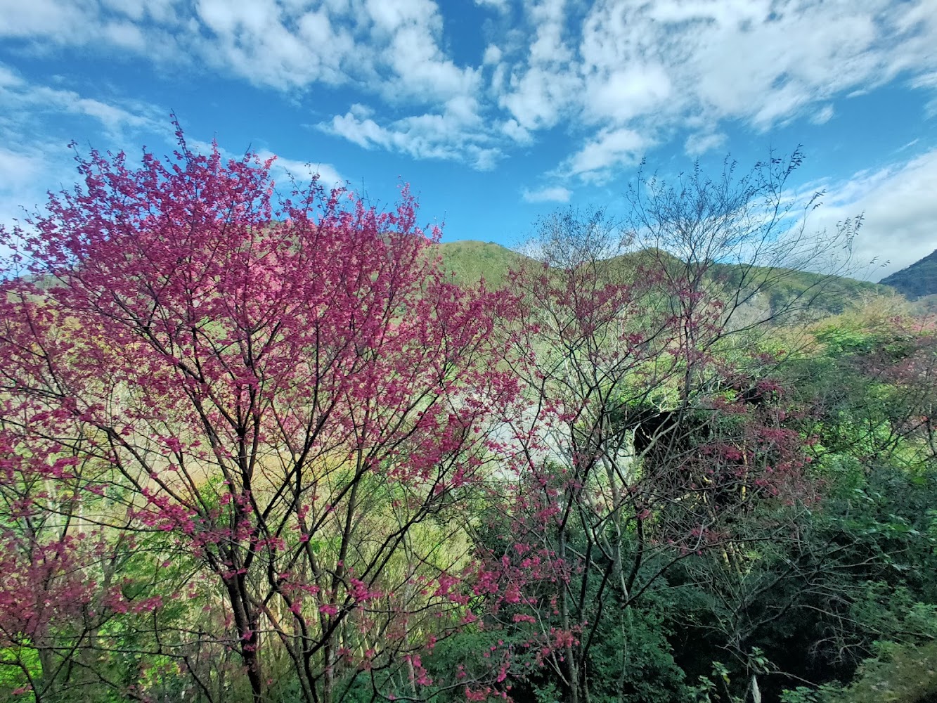 粉紅色櫻花盛開背景是綠色山巒與藍天