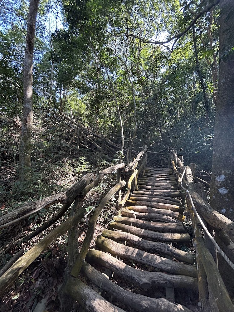 大坑二號登山步道原木階梯穿越茂密森林