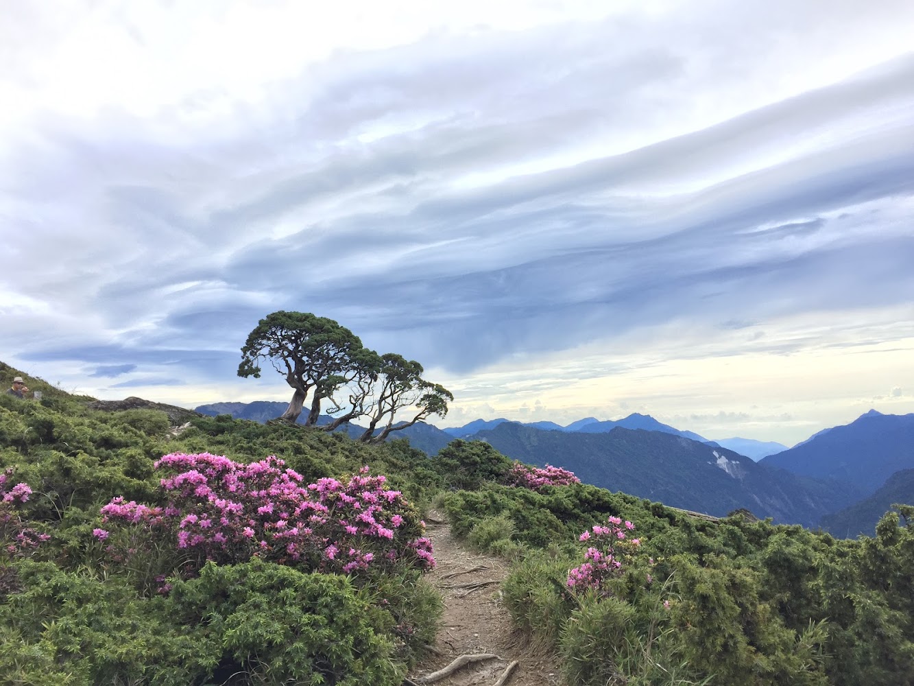 合歡山北峰步道杜鵑花與彎樹景觀