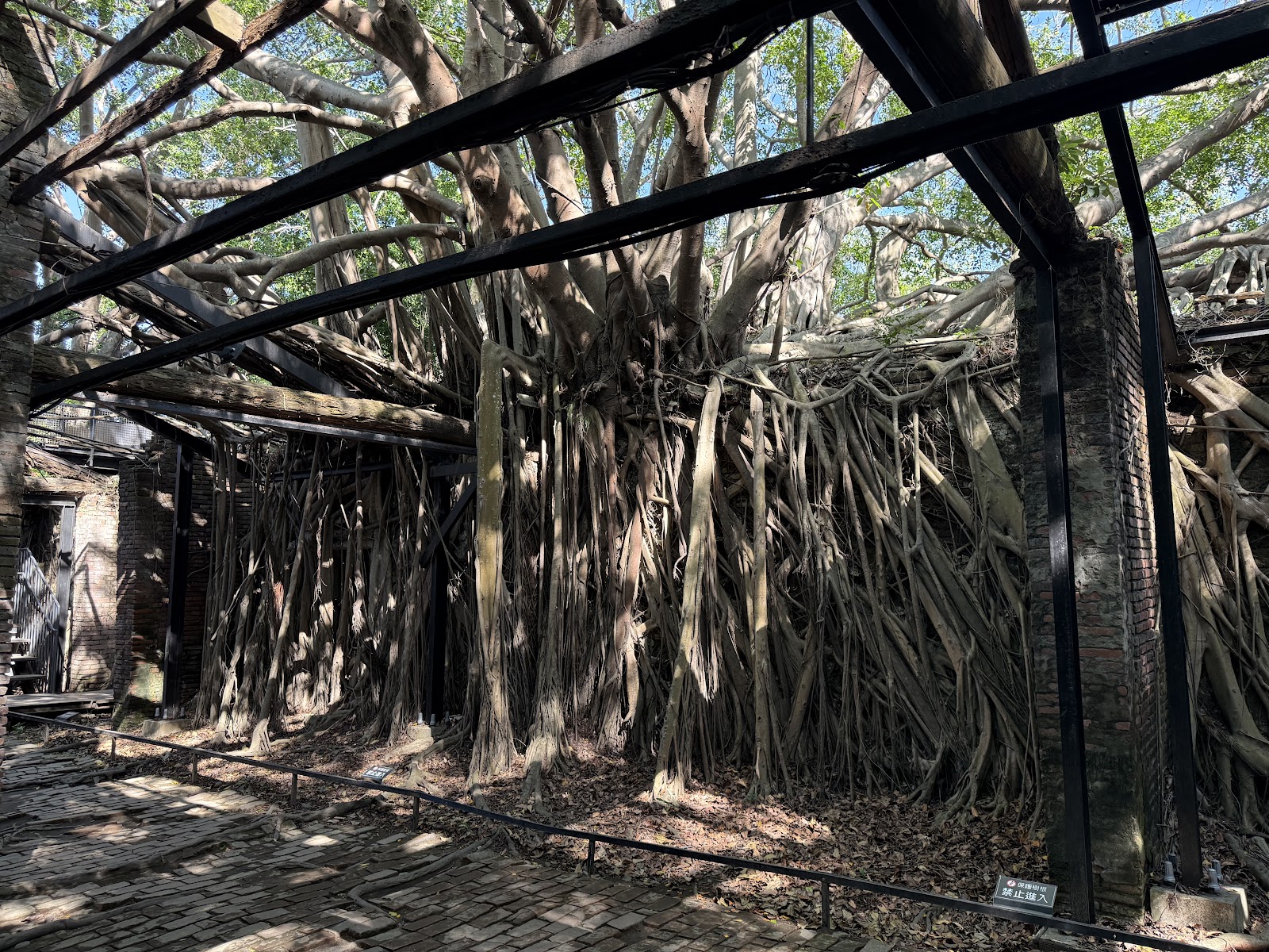 台南安平樹屋榕樹氣根穿透鐵架與磚牆共生奇景