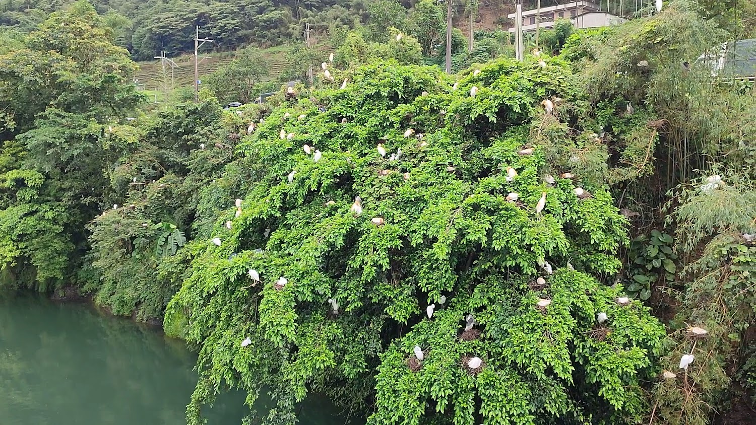 坪林樹叢中的鳥群生態景觀