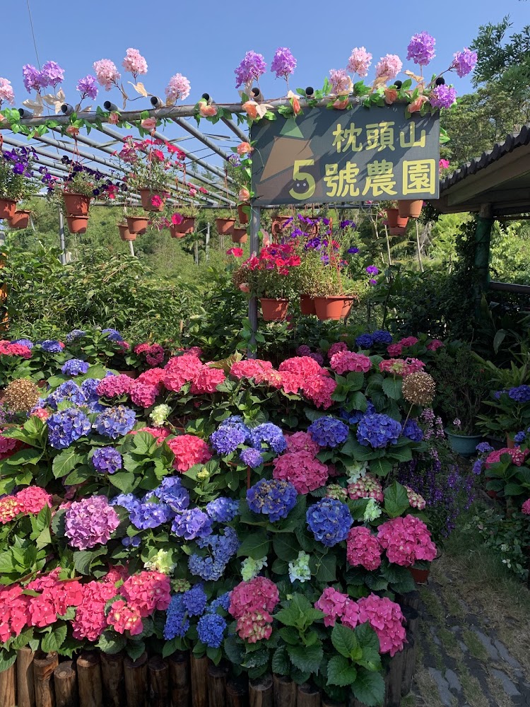 枕頭山5號農園繽紛繡球花景觀