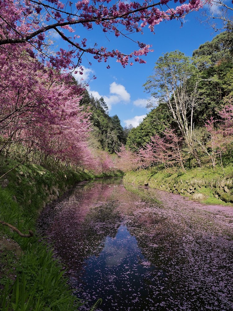 粉紅色櫻花樹與河道花瓣