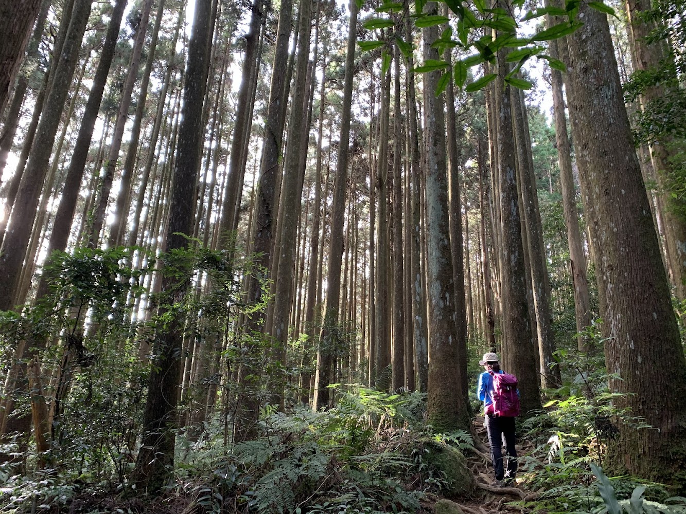 高大森林與健行山友