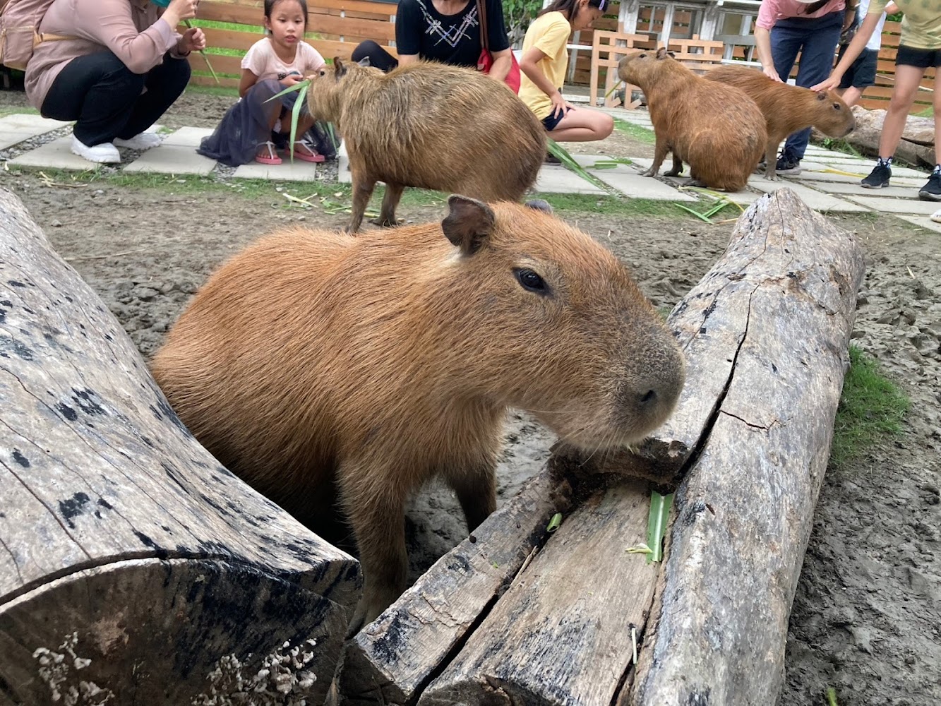 園區內可見水豚與遊客互動