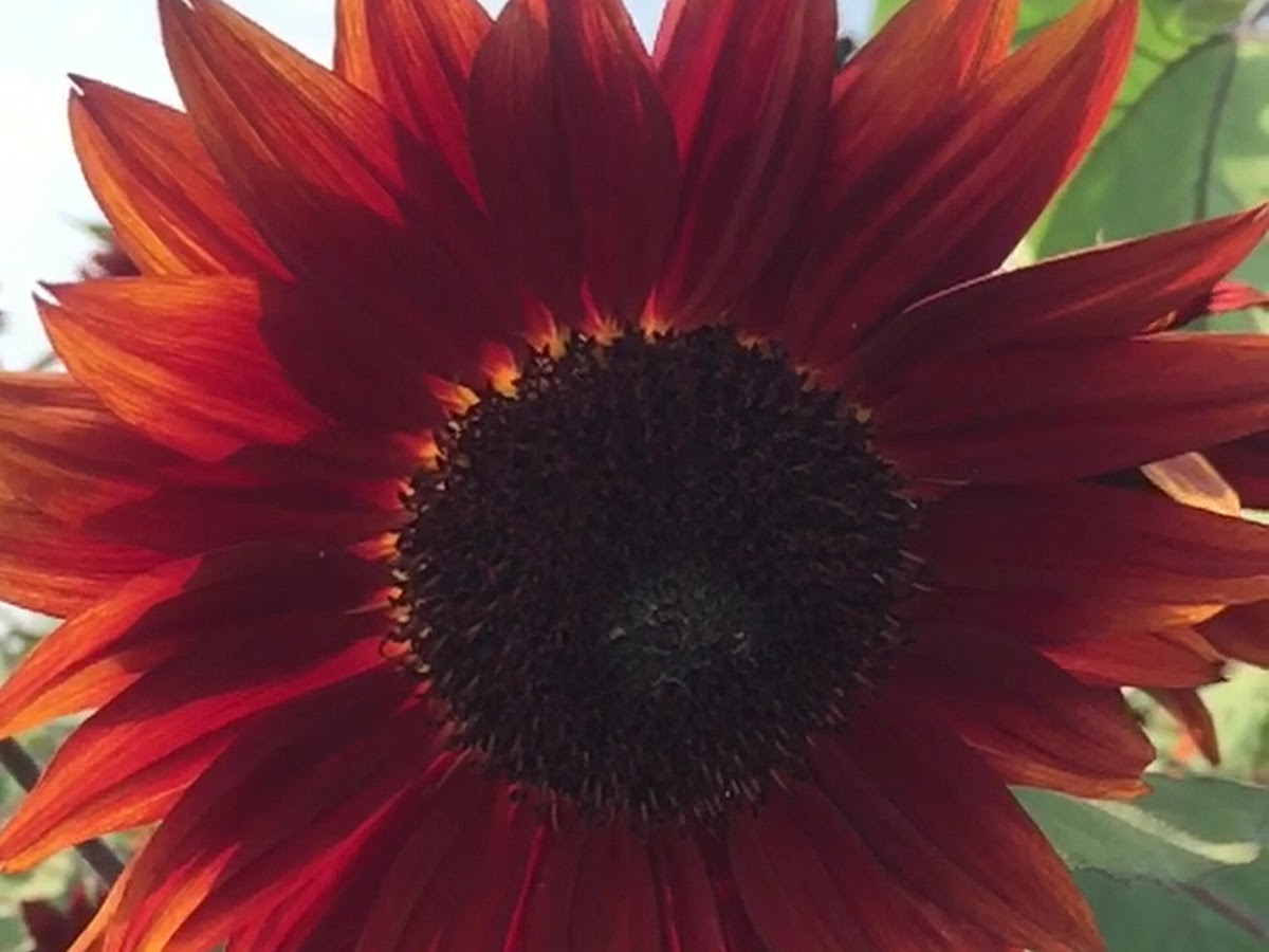 深紅橙色特殊品種向日葵特寫，花瓣如火焰