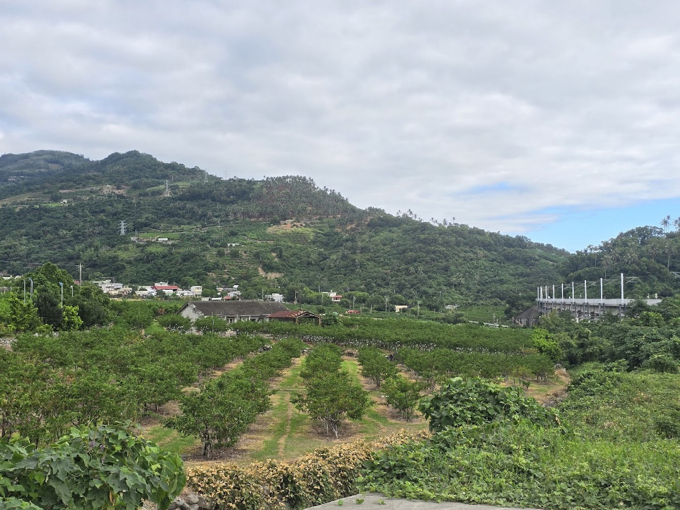 太麻里周邊果園與山景