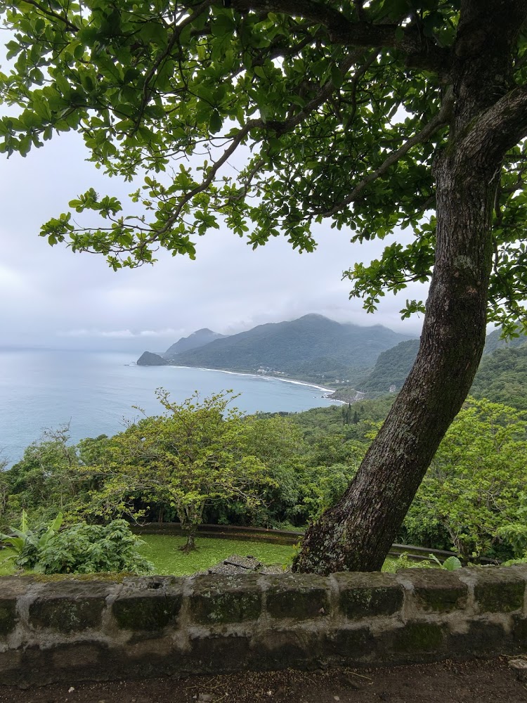 大樹前景與遠方山海灣景