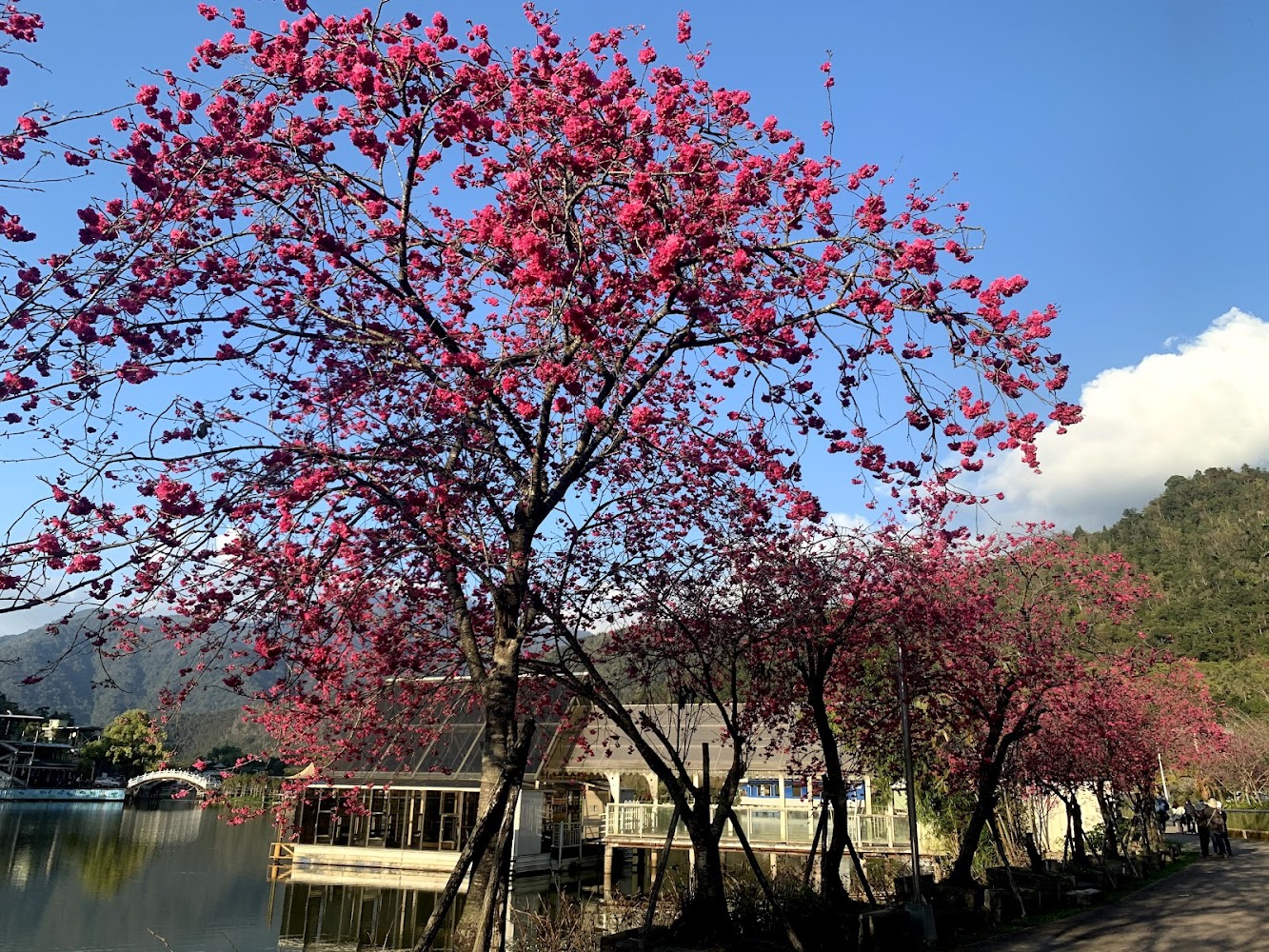 鯉魚潭櫻花步道景觀
