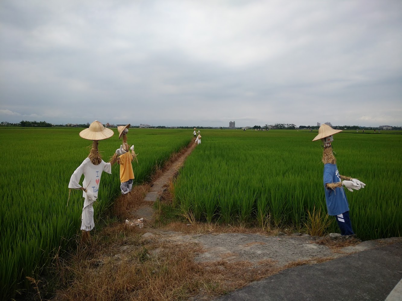 三奇美徑翠綠稻田與稻草人