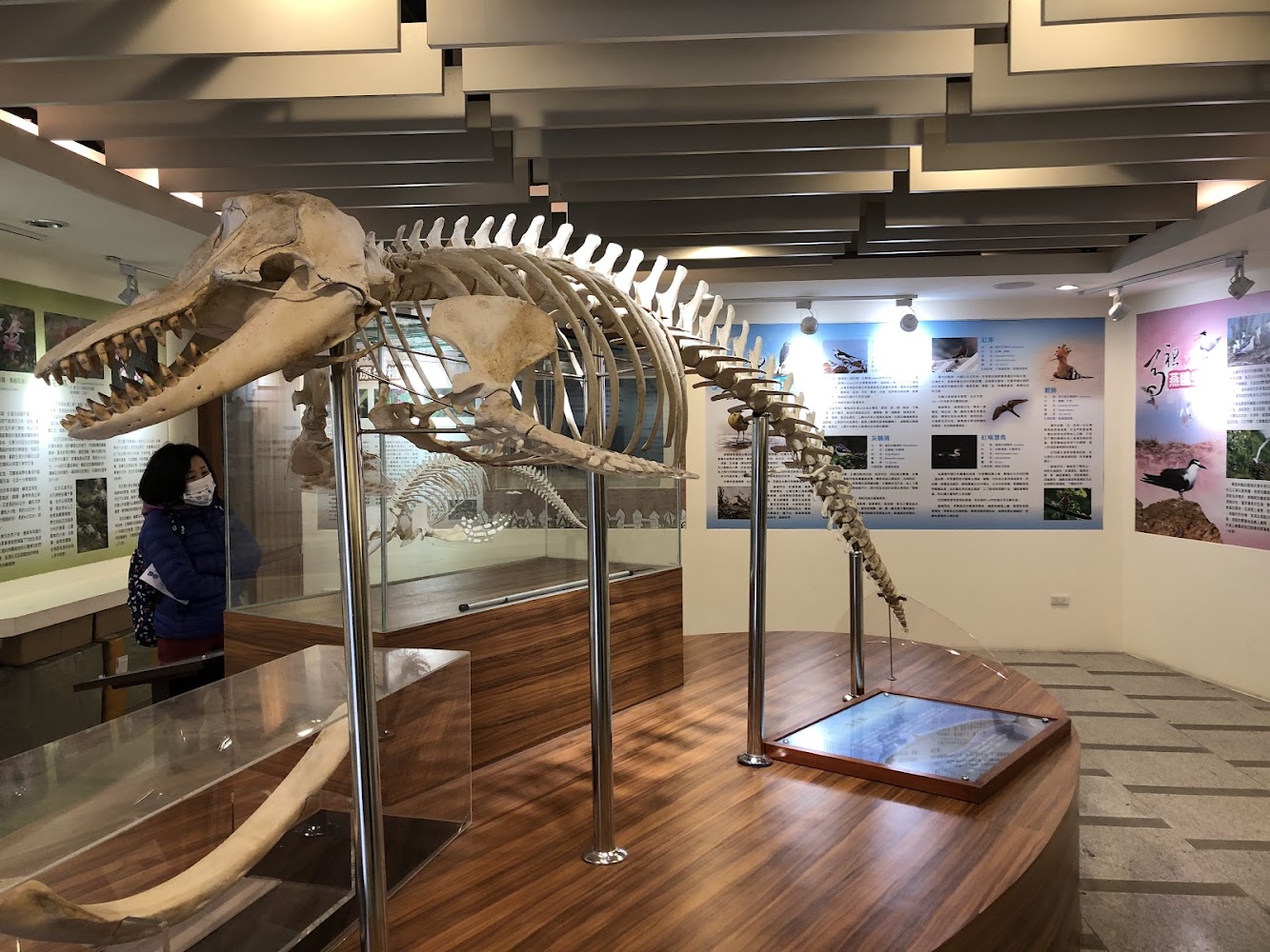 館內大型鯨豚骨骼標本展示