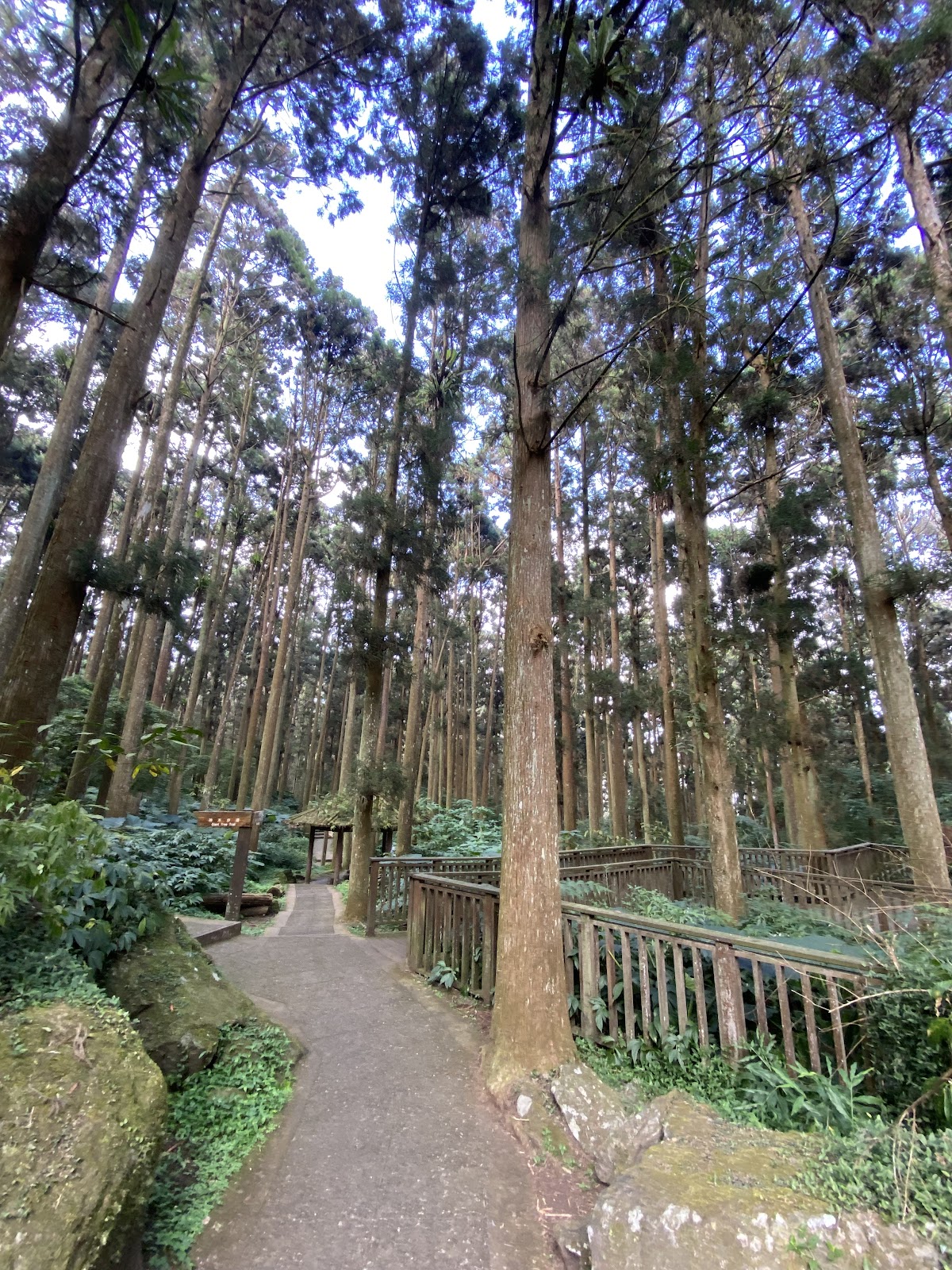 溪頭園區高聳杉木林步道仰拍，筆直樹幹伸向蒼天，林間光影迷離
