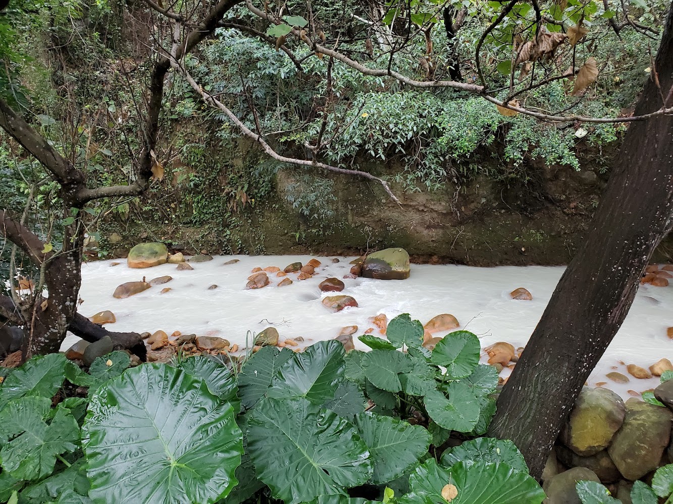 溪流夾雜大量石頭，河岸邊有大片綠色植物和茂密樹木