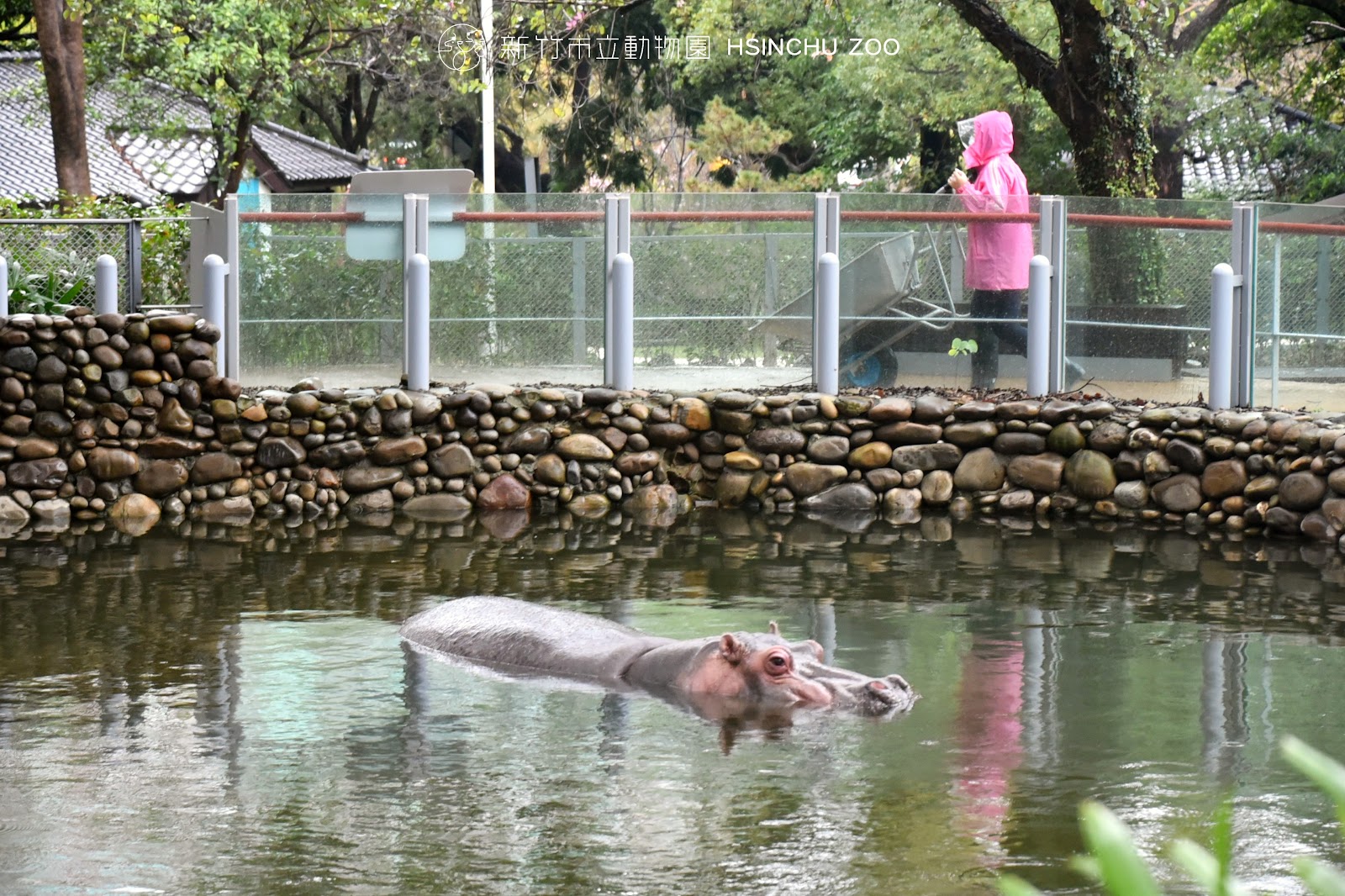 新竹市立動物園河馬展區，河馬浮出水面