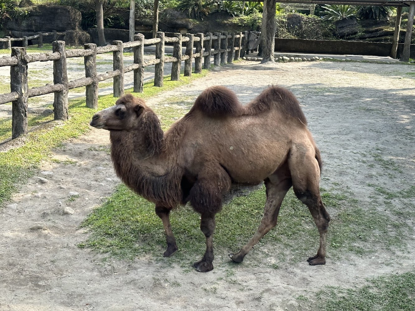 雙峰駱駝展區