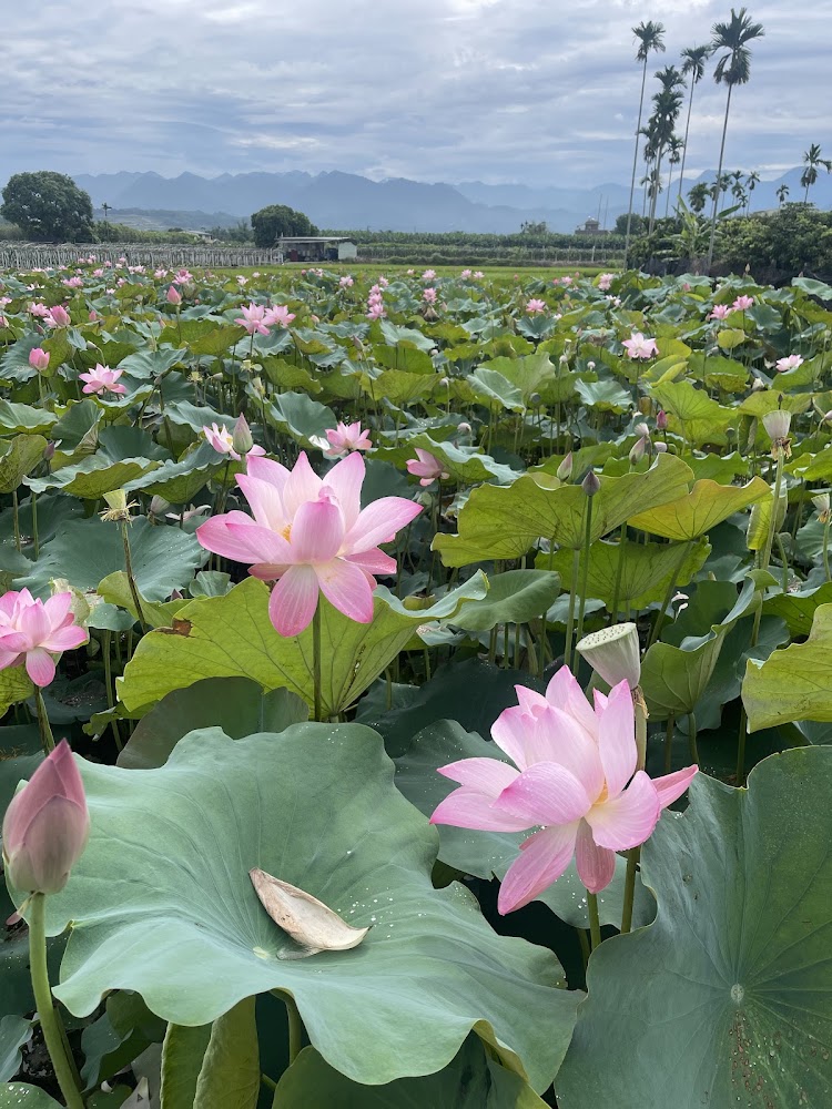 大片粉紅色蓮花田與遠方山景