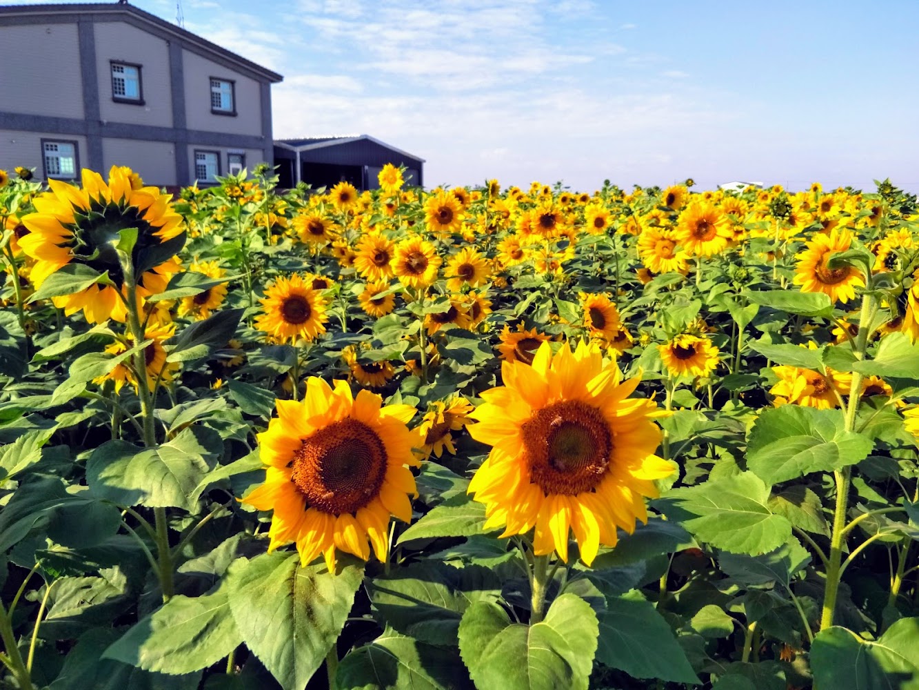 雲林花海莿桐孩沙里大片向日葵與房屋景觀