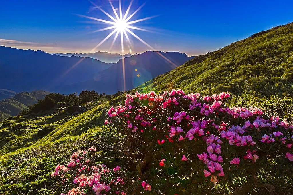粉紅杜鵑花與高山風景