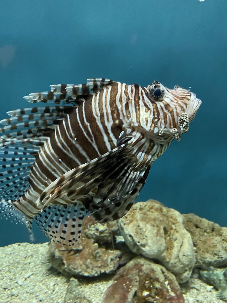 水族箱中的獅子魚特寫