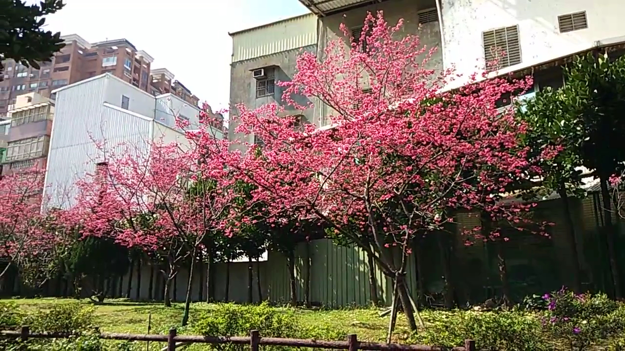 莒光環保公園成排綻放的粉紅色櫻花