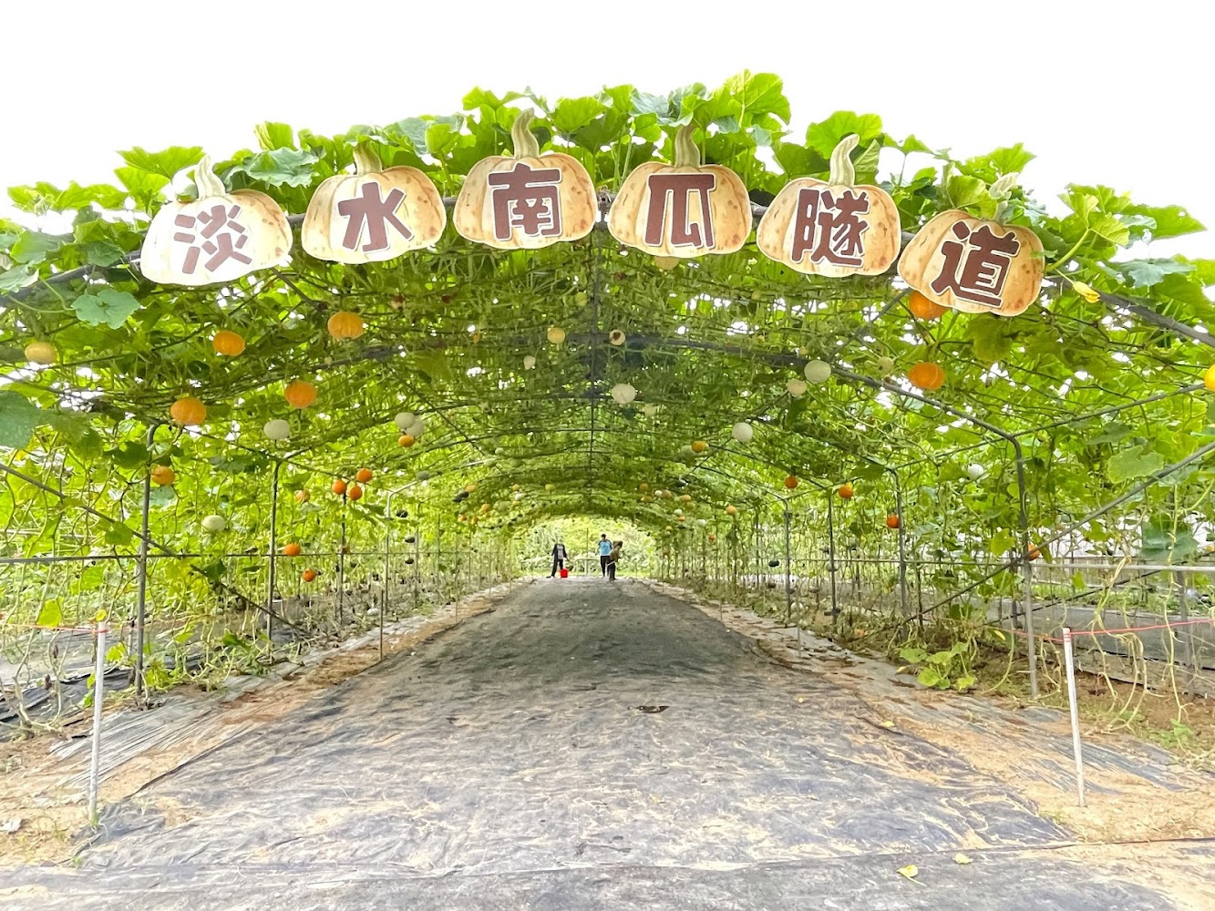 屯山阿嬤的農作南瓜隧道入口