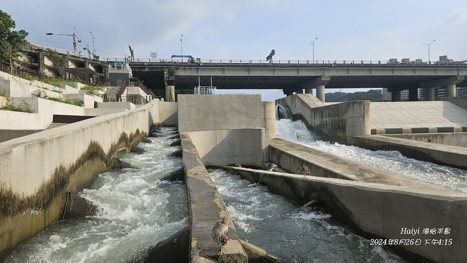 碧潭堰人工水道與鳥類停棲畫面