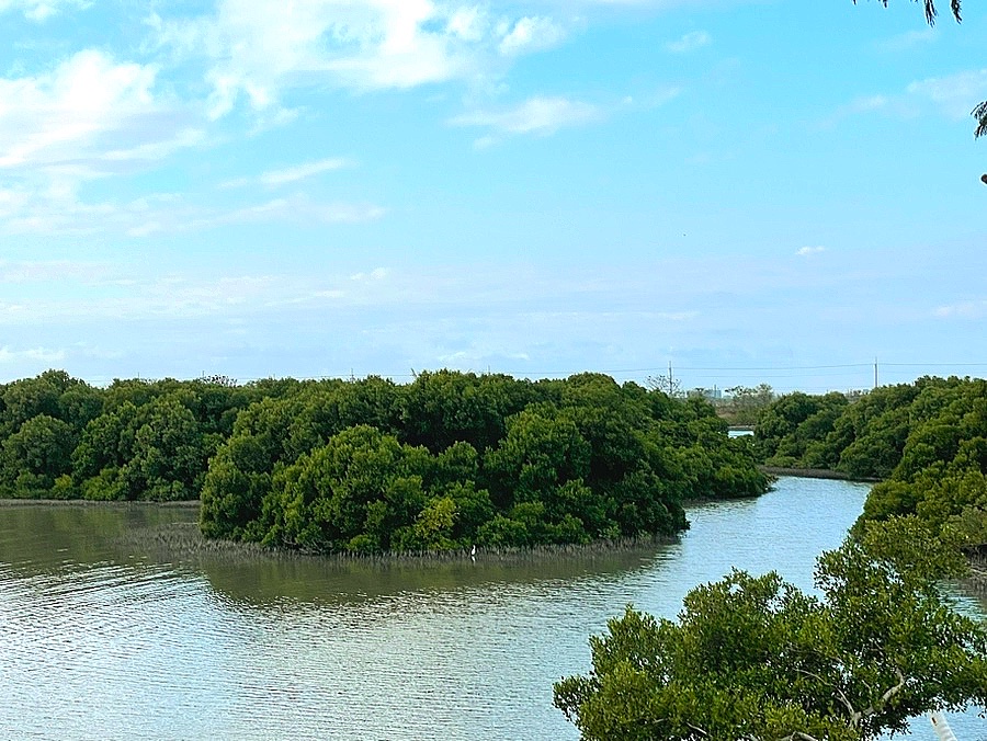 湖濱水鳥公園紅樹林與河道景觀