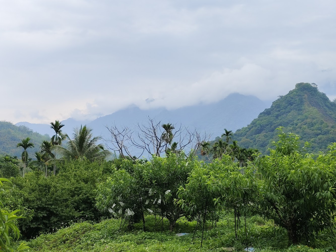 青翠樹林果園與雲霧青山丘陵景致