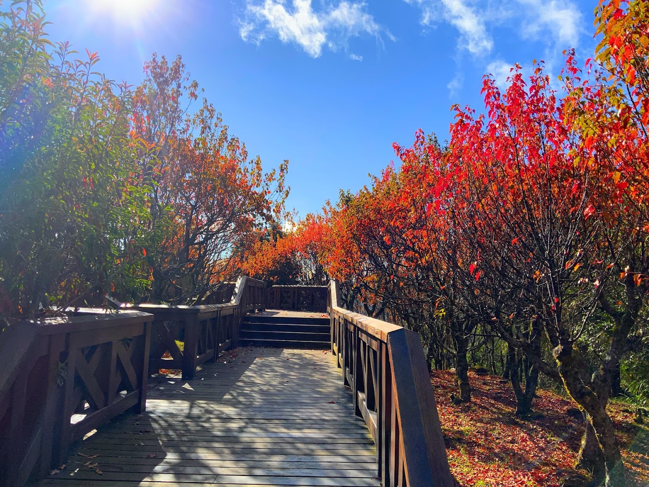 小笠原山觀景台步道與秋色紅葉