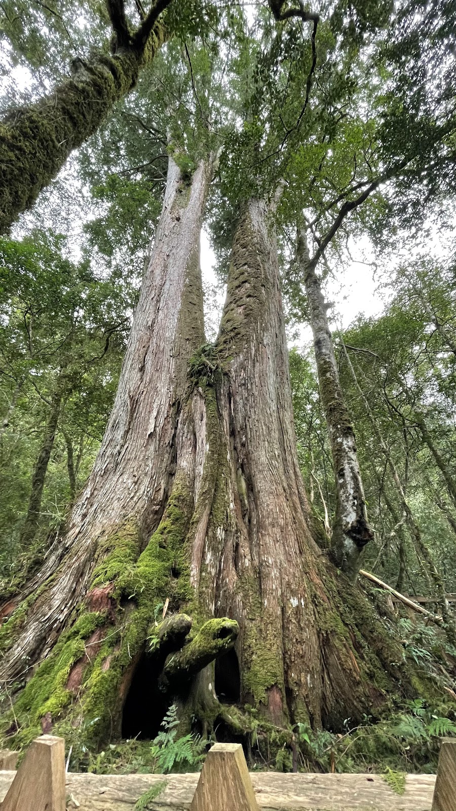 仰角拍攝司馬庫斯雙幹巨木，兩棵神木從基部分枝直衝天際，樹幹粗壯佈滿苔蘚，底部有天然樹洞