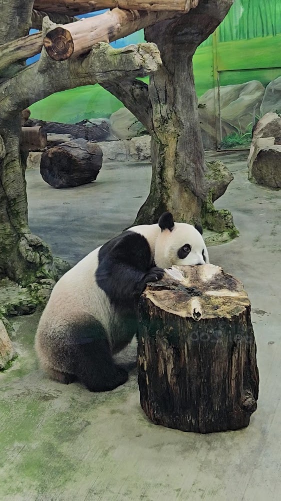 臺北市立動物園熊貓展示區中的可愛大貓熊