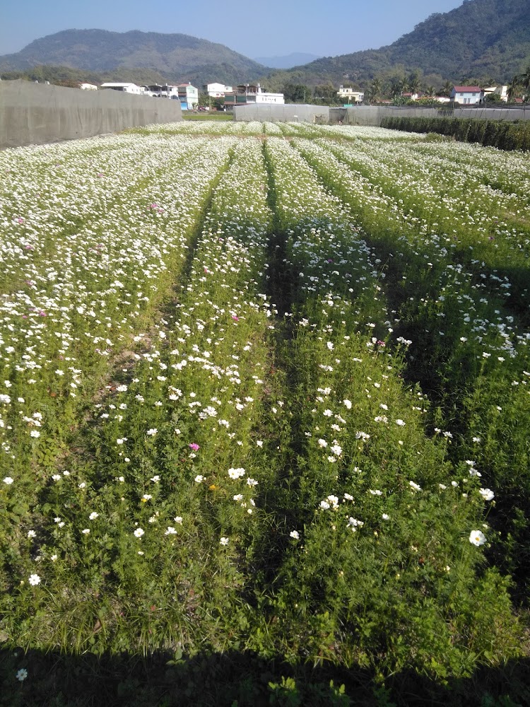 盛開的小白花田,旁有圍欄,遠處可見房屋與青山