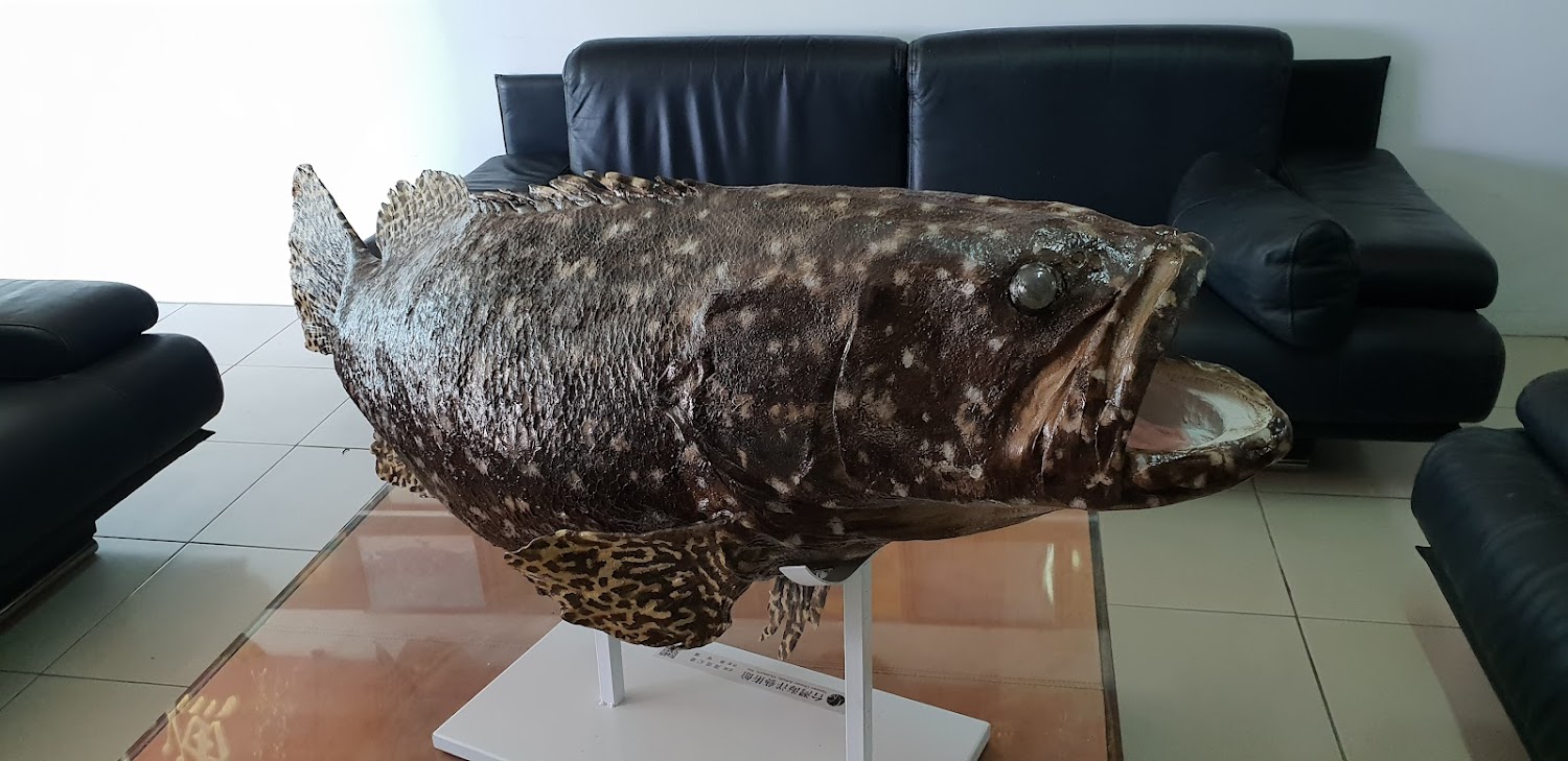 龍佃海洋生技魚標本展示區
