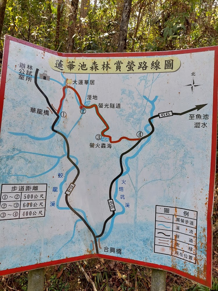蓮華池森林賞螢路線圖