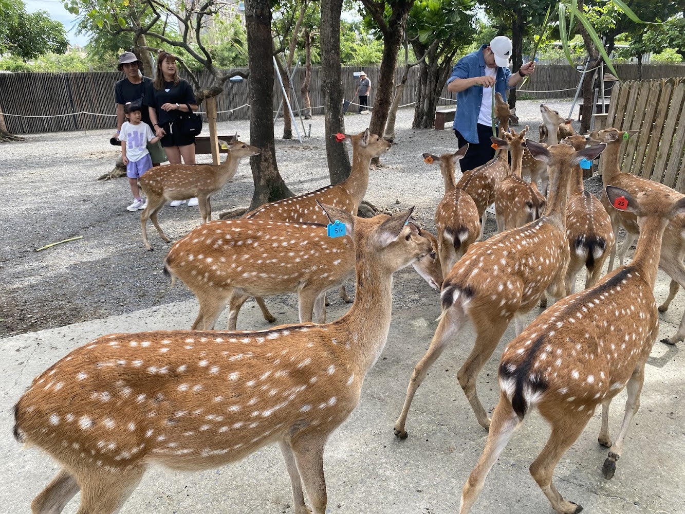 許多梅花鹿在戶外園區活動，遊客正在餵食觀賞