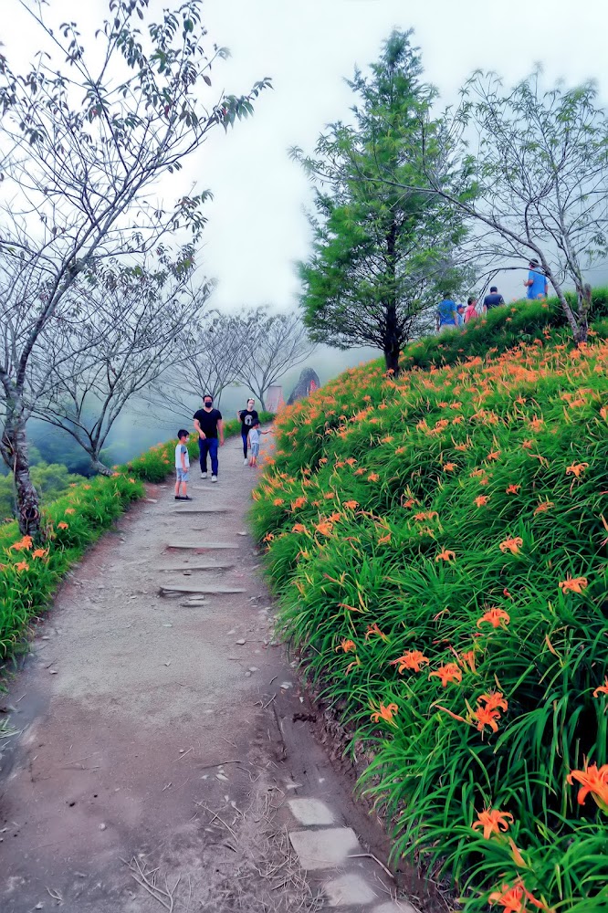 太麻里山間步道與金針花景觀