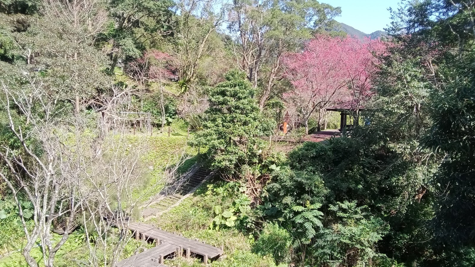 烏來山林步道俯瞰，春天粉紅山櫻花盛開，木棧步道穿梭翠綠山林