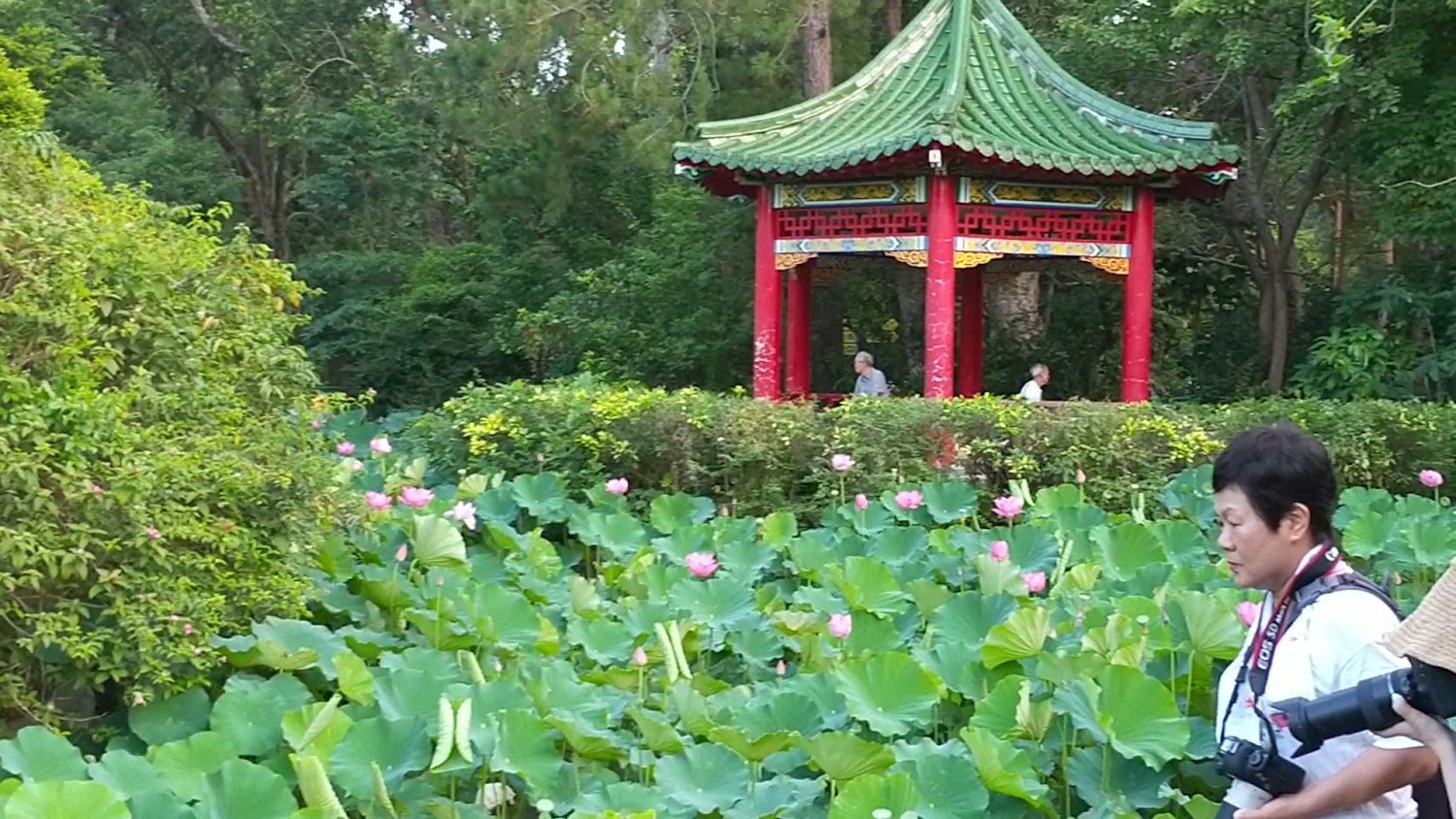 中式紅柱綠瓦涼亭前方是一片荷花池